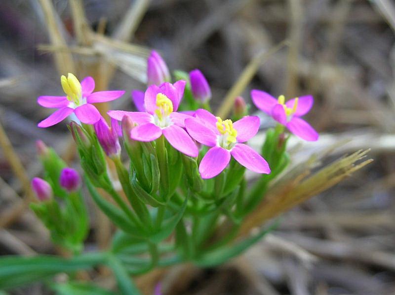 Centaurium erythraea / Centauro maggiore